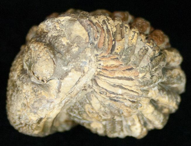 Bargain Enrolled Barrandeops (Phacops) Trilobite #11289